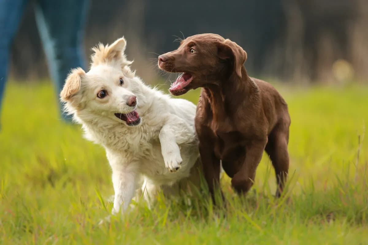 Emotionen bei Hunden sehen lernen: So erkennen Sie ihre Gefühle